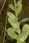 Cottony goldenaster